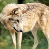 Une proie sur neuf mangée par un loup en Suisse est un mouton. (Image d'illustration)